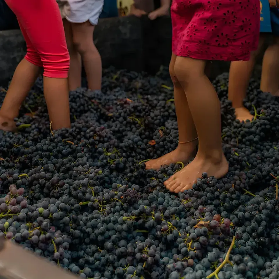 Festa della vendemmia in fontanafredda